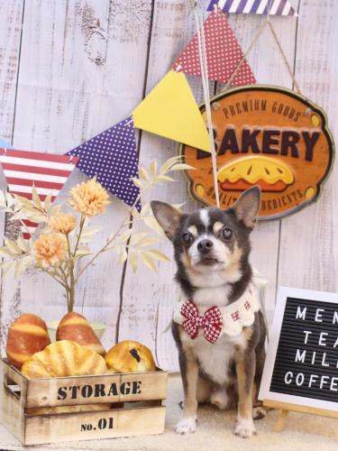 20240907メルくん